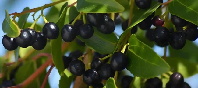 Maqui berry Fruit Maqui berry Fruit